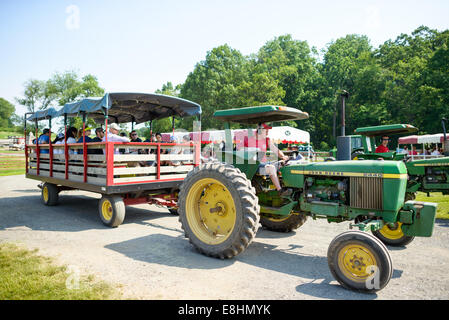 Butler's Orchard cueillette des fraises Germantown Maryland // GERMANTOWN, Maryland — les visiteurs s'adonnent à la cueillette des fraises à Butler's Orchard, une ferme familiale populaire. Le verger offre une expérience saisonnière de cueillette, permettant aux clients de récolter des fraises fraîches directement dans les champs. Butler's Orchard, créé en 1950, est connu pour sa variété de fruits et légumes et accueille de nombreux événements agritouristes tout au long de l'année. Banque D'Images