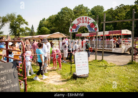 Cueillette des fraises Butlers Orchard Germantown Maryland // GERMANTOWN, Maryland — les visiteurs s'adonnent à la cueillette des fraises à Butler's Orchard, une ferme familiale populaire. Le verger offre une expérience saisonnière de cueillette, permettant aux clients de récolter des fraises fraîches directement dans les champs. Butler's Orchard, créé en 1950, est connu pour sa variété de fruits et légumes et accueille de nombreux événements agritouristes tout au long de l'année. Banque D'Images