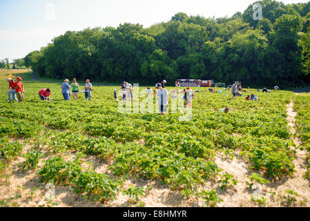 Cueillette des fraises à Butler's Orchard Germantown Maryland // GERMANTOWN, Maryland — les visiteurs s'adonnent à la cueillette des fraises à Butler's Orchard, une ferme familiale populaire. Le verger offre une expérience saisonnière de cueillette, permettant aux clients de récolter des fraises fraîches directement dans les champs. Butler's Orchard, créé en 1950, est connu pour sa variété de fruits et légumes et accueille de nombreux événements agritouristes tout au long de l'année. Banque D'Images
