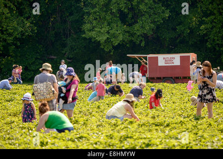 Cueillette des fraises à Butler's Orchard Germantown Maryland // GERMANTOWN, Maryland — les visiteurs s'adonnent à la cueillette des fraises à Butler's Orchard, une ferme familiale populaire. Le verger offre une expérience saisonnière de cueillette, permettant aux clients de récolter des fraises fraîches directement dans les champs. Butler's Orchard, créé en 1950, est connu pour sa variété de fruits et légumes et accueille de nombreux événements agritouristes tout au long de l'année. Banque D'Images