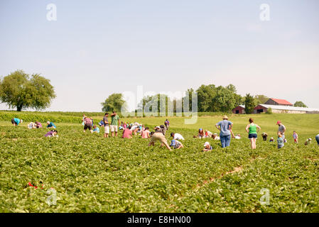 Cueillette des fraises à Butler's Orchard Germantown Maryland // GERMANTOWN, Maryland — les visiteurs s'adonnent à la cueillette des fraises à Butler's Orchard, une ferme familiale populaire. Le verger offre une expérience saisonnière de cueillette, permettant aux clients de récolter des fraises fraîches directement dans les champs. Butler's Orchard, créé en 1950, est connu pour sa variété de fruits et légumes et accueille de nombreux événements agritouristes tout au long de l'année. Banque D'Images