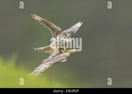 Merlin (Falco columbarius) femelle adulte de descendre sur la perche Banque D'Images