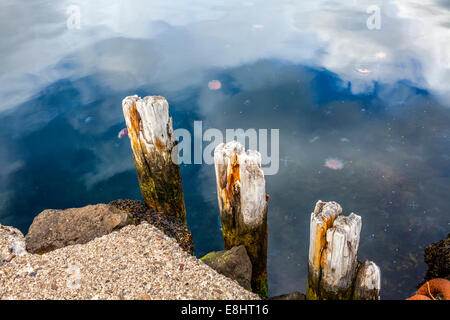 Une partie du quai dans le port de Seydisfjordur méduses dans l'eau Banque D'Images