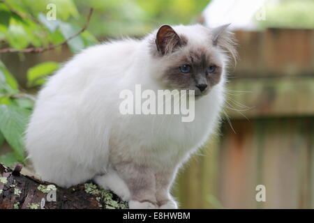 Chat sacré de Birmanie Banque D'Images