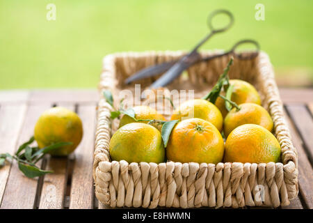 Table de jardin avec des clémentines dans panier avec des ciseaux vintage Banque D'Images