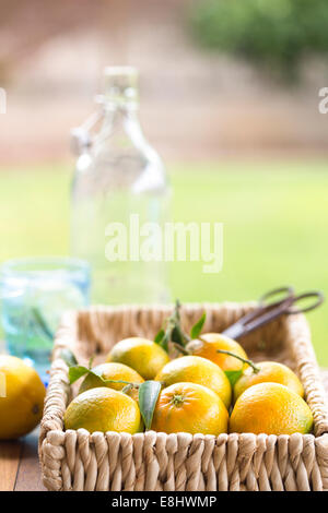 Scène de jardin des clémentines dans panier avec verres à eau Banque D'Images