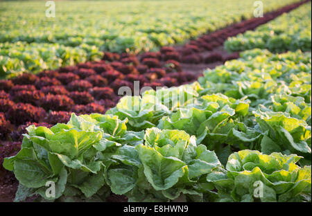 Les laitues de violet et vert growing in field, Mallorca au lever du soleil Banque D'Images