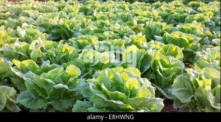 Close up de laitues growing in field, Mallorca au lever du soleil Banque D'Images