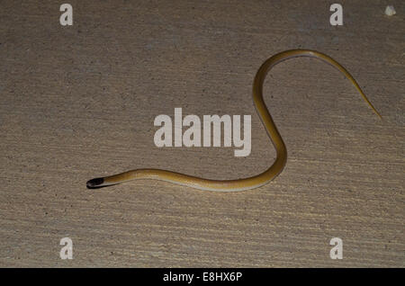 Serpent à tête noire des Plaines, (Tantilla nigriceps), Bernalillio Co., New Mexico, USA. Banque D'Images