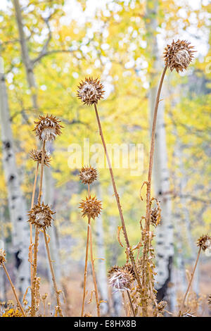 Haut de chardons dans une forêt de trembles Automne Banque D'Images