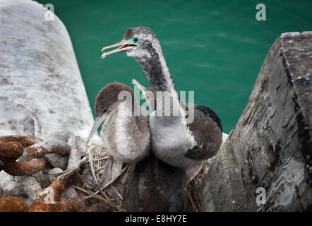 Le scories tachetées ou parekareka (Stictocarbo punctatus) est une espèce de cormorant endémique en Nouvelle-Zélande. Ceux-ci nichent. Banque D'Images
