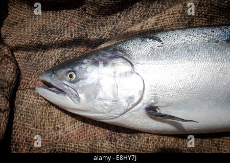 De près de poissons sauvages - Saumon chinook (Oncorhynchus tshawytscha), fraîchement débarqué sur ma canne à pêche. Banque D'Images