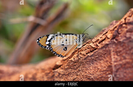 Papillon sur la branche en bois . Macro Shot . Banque D'Images