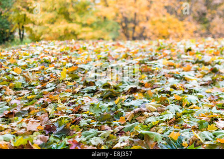 Les feuilles tombées en automne Banque D'Images