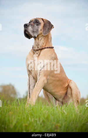 Dogue Allemand bringé, jaune, assis Banque D'Images