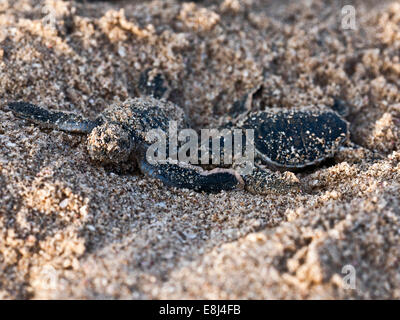 Les jeunes tortues vertes (Chelonia mydas) sur la plage, Oman Banque D'Images