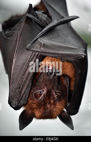 Flying Fox (Pteropus sp.), originaire d'Asie du Sud-Est, captive Banque D'Images