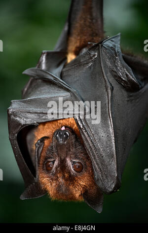 Flying Fox (Pteropus sp.), originaire d'Asie du Sud-Est, captive Banque D'Images