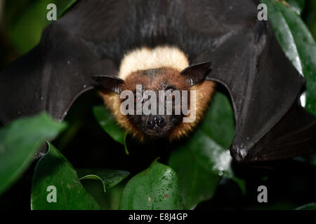 Flying Fox (Pteropus sp.), originaire d'Asie du Sud-Est, captive Banque D'Images