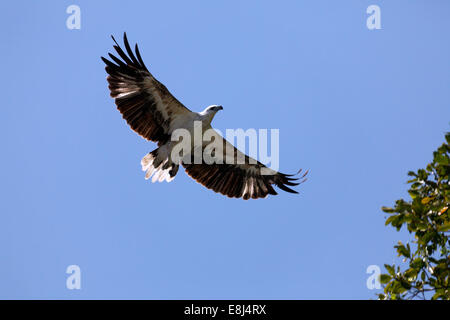 L'aigle de mer à ventre blanc (Haliaeetus leucogaster) en vol, le Parc National de Komodo, Site du patrimoine mondial de l'UNESCO, l'île de Komodo Banque D'Images