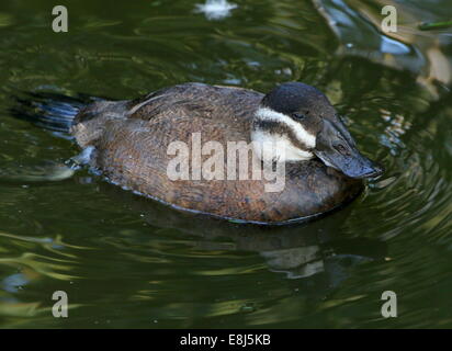 Femme (Oxyura leucocephala) Nager dans un lac Banque D'Images