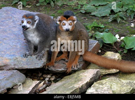 Le mâle et femelle marron gris lemur couronné Eulemur coronatus) (en close-up Banque D'Images