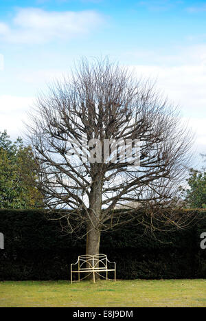 Arbre de jardin en hiver avec banc fer UK Banque D'Images