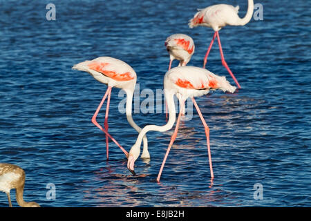 Volée de flamants plus adultes marcher dans l'eau peu profonde et d'alimentation, Camargue, France Banque D'Images