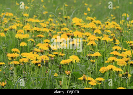 Domaine de fleurs de pissenlit. Banque D'Images