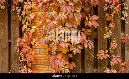 Partie d'une clôture en bois entourée de feuilles de vigne en automne brown planche sécurité privée Banque D'Images