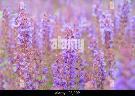 Fleurs de sauge Banque D'Images