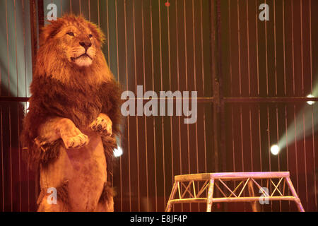 Lion. Cirque Pinder. Banque D'Images