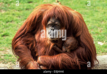 L'orang-outan de Sumatra (Pongo abelii ou Pongo pygmaeus abelii) Mère avec enfant dans un zoo Banque D'Images