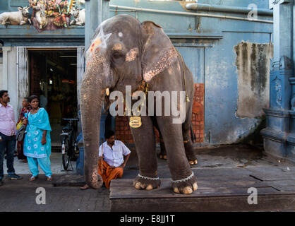 SRI MANAKULA VINAYAGAR TEMPLE PONDICHÉRY INDE ÉLÉPHANT L'ÉLÉPHANT BÉNIT LES GENS EN touchant leurs têtes avec son tronc Banque D'Images