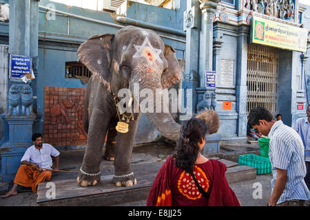 Éléphant SRI MANAKULA VINAYAGAR TEMPLE INDE PONDICHÉRY L'ÉLÉPHANT BÉNIT L'HOMME EN TOUCHANT SA TÊTE AVEC SON TRONC Banque D'Images