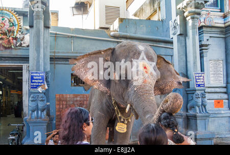 Éléphant SRI MANAKULA VINAYAGAR TEMPLE PONDICHERRY INDE BÉNÉDICTION UNE PERSONNE EN TOUCHANT LEUR TÊTE AVEC SON TRONC Banque D'Images