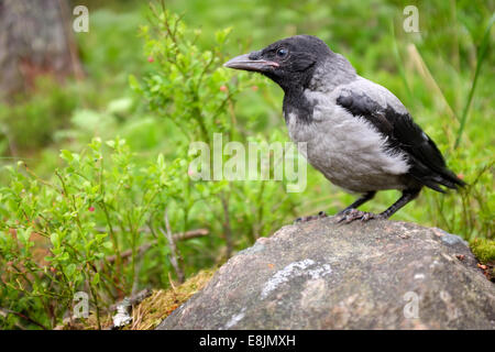 Jeunes à crow chick debout sur une pierre. La Hooded Crow (Corvus cornix) (appelé aussi Hoodiecrow) est une espèce d'oiseaux Banque D'Images