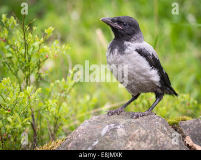 Jeunes à crow chick debout sur une pierre. La Hooded Crow (Corvus cornix) (appelé aussi Hoodiecrow) est une espèce d'oiseaux Banque D'Images