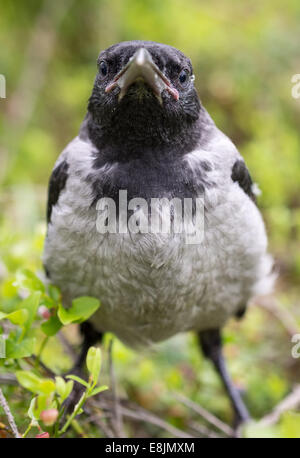 Jeunes à crow chick debout sur une pierre. La Hooded Crow (Corvus cornix) (appelé aussi Hoodiecrow) est une espèce d'oiseaux Banque D'Images