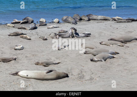 Les phoques se détendre sur la plage Banque D'Images