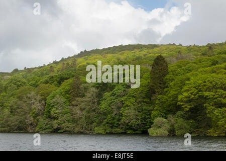 Les tons de vert dans de denses forêts de conifères et de feuillus mixtes sur des terrains en pente jusqu'au lac Windermere dans le Lake District Banque D'Images