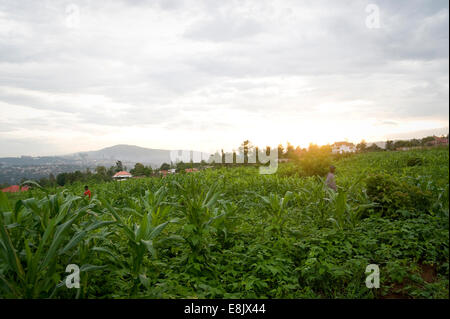 RWANDA, KIGALI : Il y a beaucoup de nature dans la capitale, le vert des collines et des plantes de toutes sortes. Banque D'Images