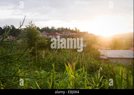 RWANDA, KIGALI : Il y a beaucoup de nature dans la capitale, le vert des collines et des plantes de toutes sortes. Banque D'Images