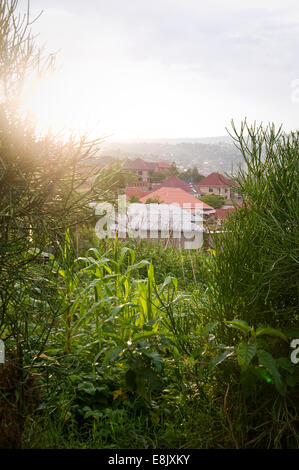 RWANDA, KIGALI : Il y a beaucoup de nature dans la capitale, le vert des collines et des plantes de toutes sortes. Banque D'Images