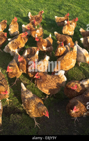 Poule dh UK Free range farm poules pondeuses Gallus gallus domesticus freerange Volaille Poulets Banque D'Images