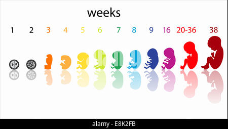 étapes de foetus Banque D'Images