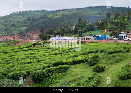 Le RWANDA, BJUMBA Bjumba : autour de grandes plantations de thé où de nombreuses personnes travaillent. La plupart de la production de thé est exporté. Banque D'Images