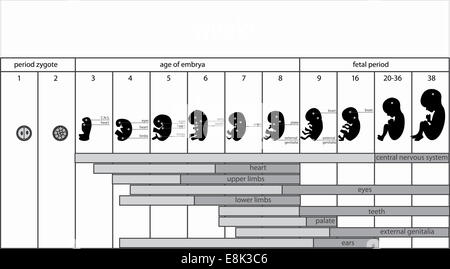 étapes de foetus Banque D'Images