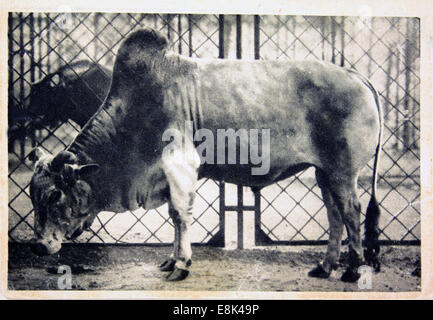 2 décembre 2009 - Carte postale imprimée en Russie montre dans le zébu Zoo, 1910 (Crédit Image : © Igor Golovniov/ZUMA/ZUMAPRESS.com) fil Banque D'Images