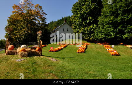 Pownal, Vermont : Affiche de citrouilles couvrir la pelouse de la ferme Citrouille Pownal Banque D'Images